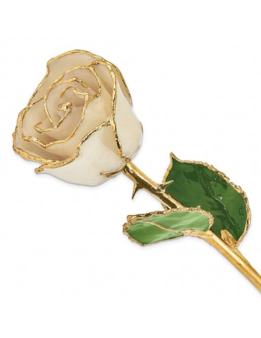 Lacquer Dipped Gold Trim White Rose france