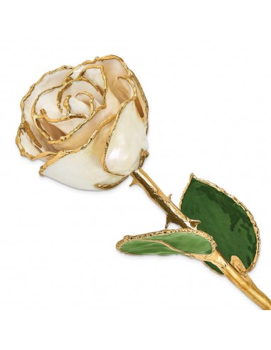 Lacquer Dipped Gold Trim White Satin Rose Par le système avancé 