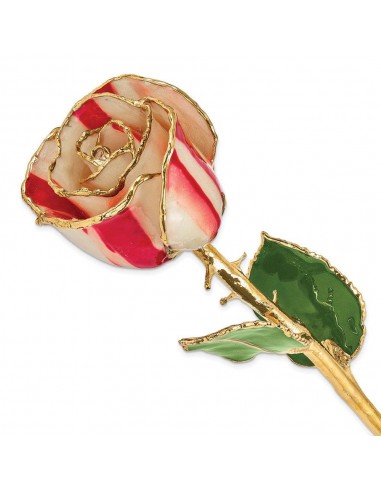 Lacquer Dipped Gold Trim Peppermint Rose Venez acheter