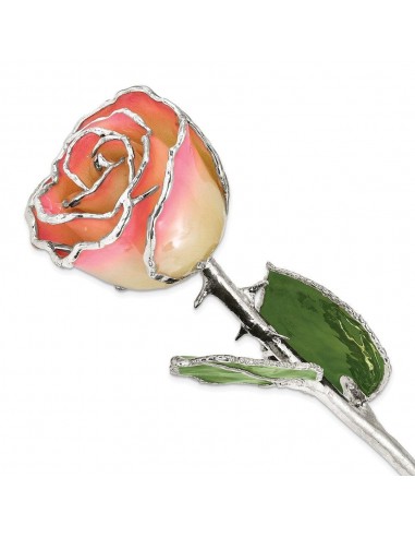 Lacquer Dipped Silver Trimmed White/Pink Rose Livraison rapide